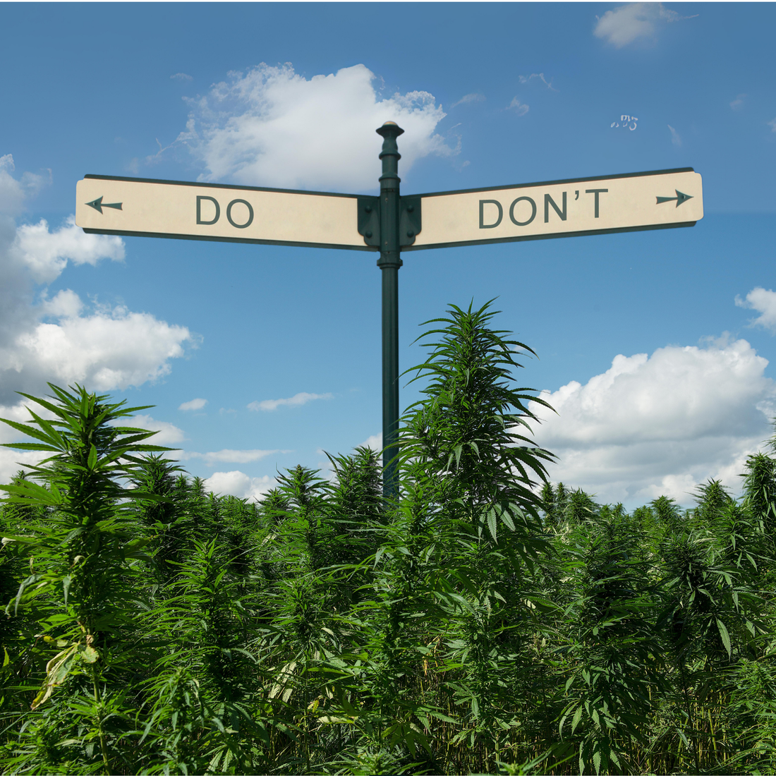 THC Beverages: Dos and Donts